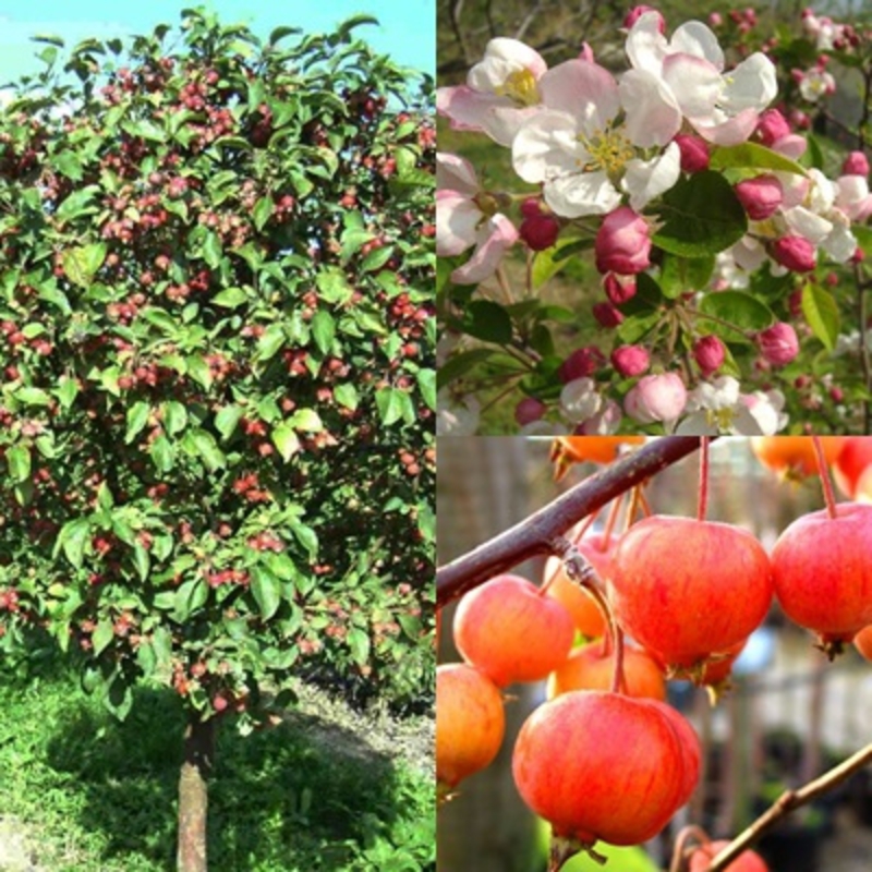 Декоративная яблоня Эверест (Malus 'Evereste')