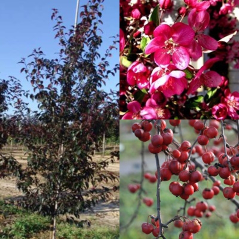 Декоративная яблоня Роялти (Malus 'Royalty')
