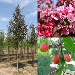 Декоративная яблоня Рудольф (Malus 'Rudolph')
