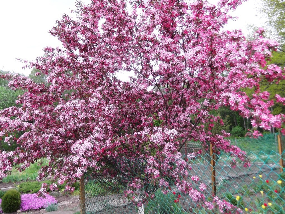 Декоративная яблоня Недзведского (Malus niedzwetzkyana)