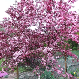 Декоративная яблоня Недзведского (Malus niedzwetzkyana)