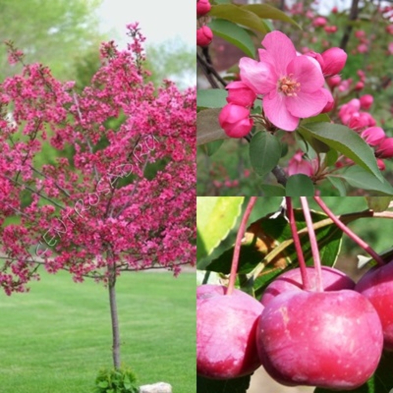 Декоративная яблоня Ола (Malus 'Ola')