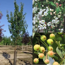 Декоративная яблоня Стрит Парейд (Malus 'Street Parade')