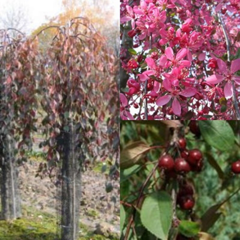 Декоративная яблоня Роял Бьюти (Malus 'Royal Beauty')