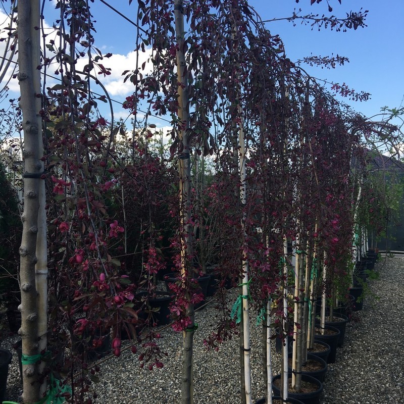 Декоративная яблоня Пурпурная (Malus 'Purpurea') пендула