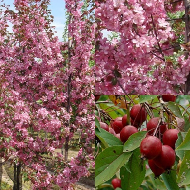 Декоративная яблоня Маковецкиана (Malus 'Makowieckiana')