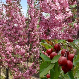 Декоративная яблоня Маковецкиана (Malus 'Makowieckiana')