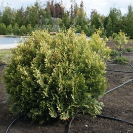 Туя западная Столвик (Thuja occidentalis 'Stolwijk')