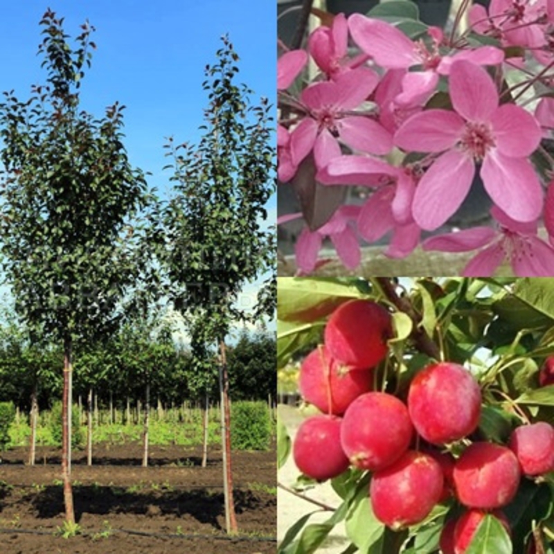 Декоративная яблоня Мокум (Malus 'Mokum')