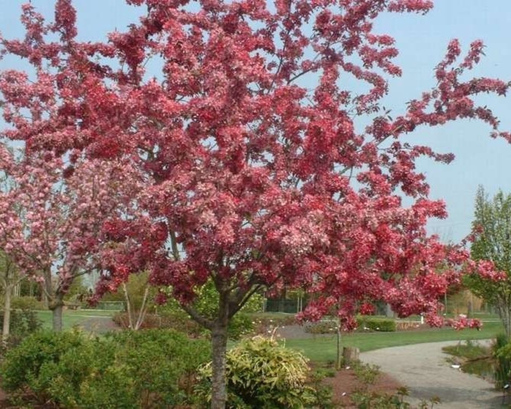 Декоративная яблоня Кокцинелла (Malus 'Coccinella')