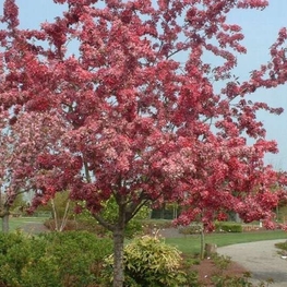 Декоративная яблоня Кокцинелла (Malus 'Coccinella')