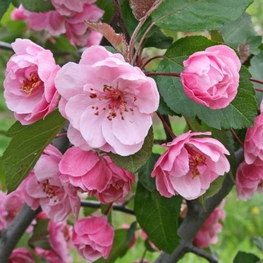 Яблоня декоративная Брэнди Мэджик (Malus 'Brandy Magic')