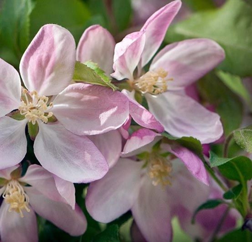 Декоративная яблоня Лаура (Malus 'Laura')
