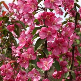 Яблоня гибридная Макамик (Malus 'Makamik')