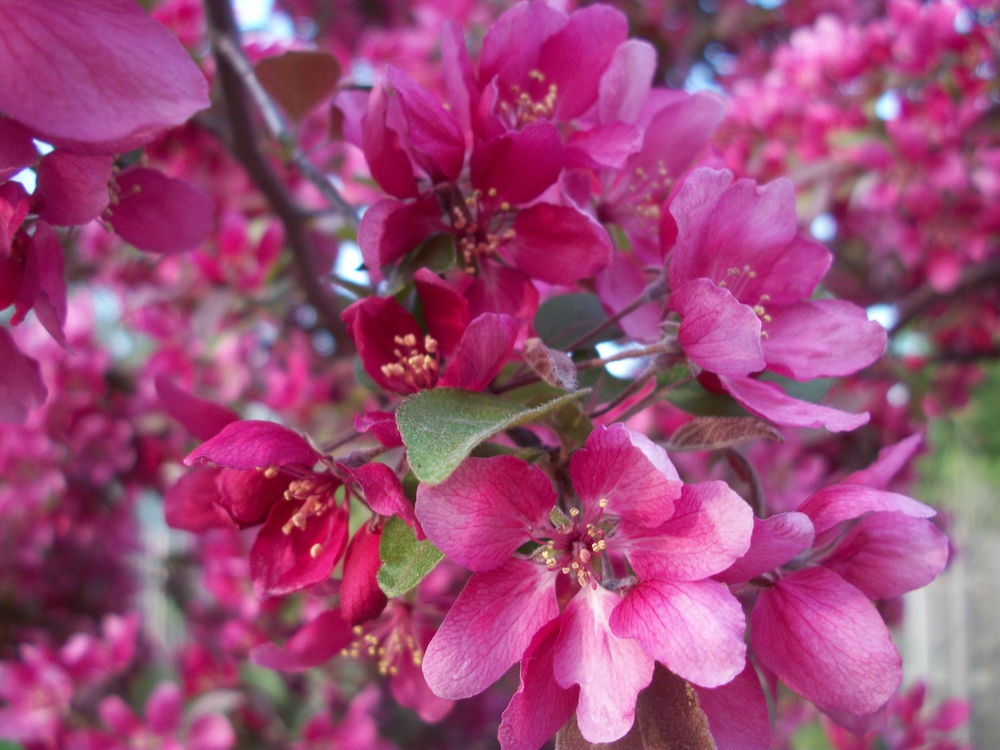Декоративная яблоня Профужн (Malus 'Profusion')