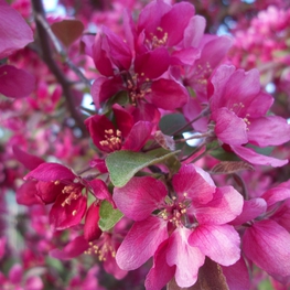 Декоративная яблоня Профужн (Malus 'Profusion')