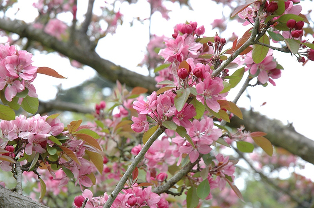 Декоративная яблоня Хопа (Malus 'Hopa')