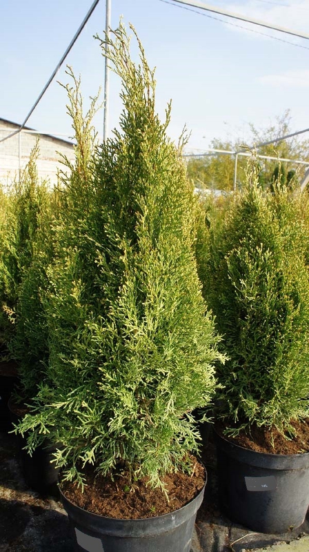 Туя западная Уайт Смарагд (Thuja occidentalis 'White Smaragd')