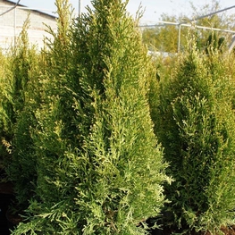 Туя западная Уайт Смарагд (Thuja occidentalis 'White Smaragd')