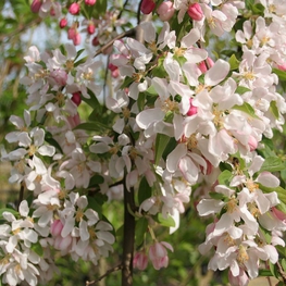 Декоративная яблоня Чилс Випинг (Malus 'Cheal's Weeping')