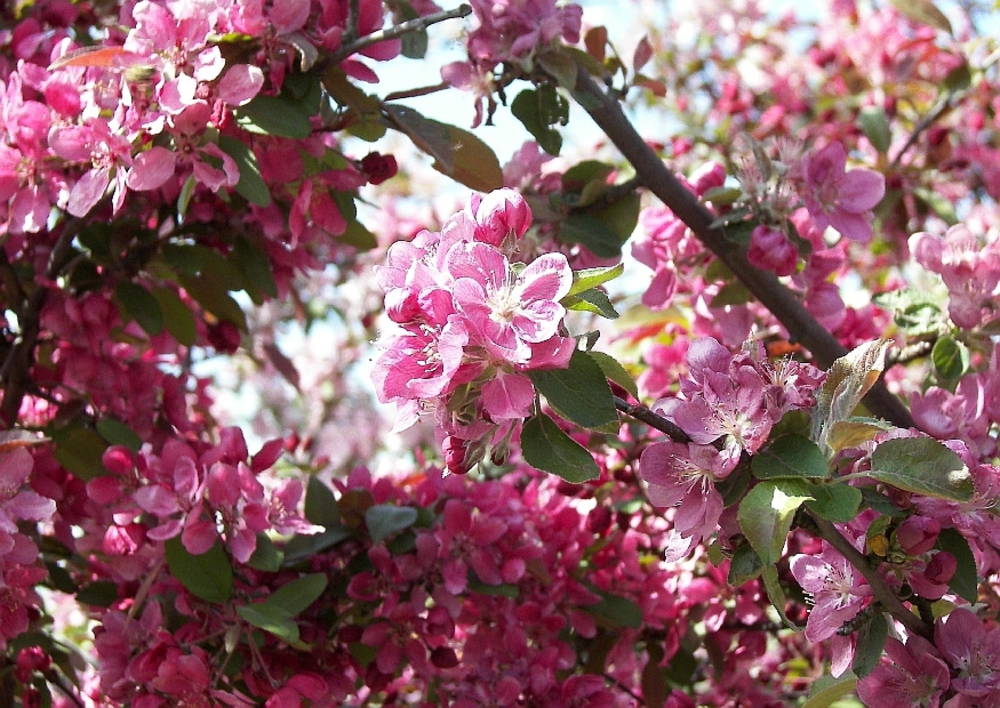 Декоративная яблоня Элеи (Malus 'Eleyi')