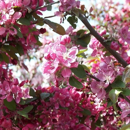 Декоративная яблоня Элеи (Malus 'Eleyi')