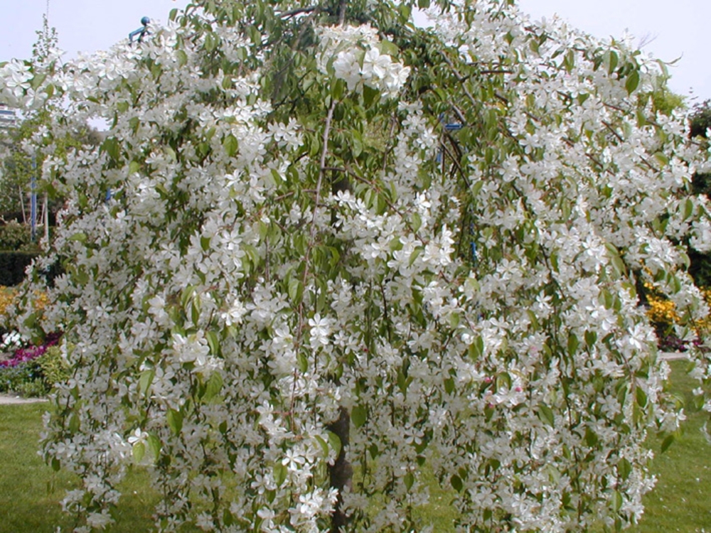 Яблоня сахалинская Пендула (Malus sachalinensis 'Pendula')
