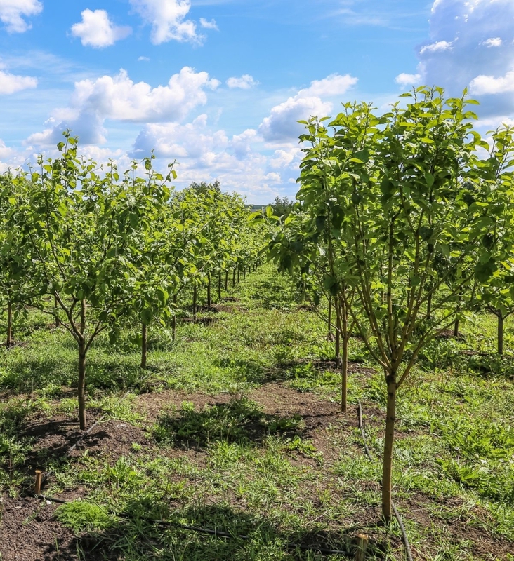 Яблоня Китайка золотая ранняя (Malus prunifolia 'Zolotaja Rannaja')