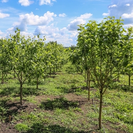 Яблоня Китайка золотая ранняя (Malus prunifolia 'Zolotaja Rannaja')