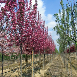 Декоративная яблоня Рэдиант (Malus 'Radiant')