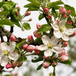 Декоративная яблоня Лесная (Malus sylvestris)