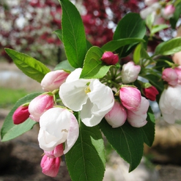 Яблоня Дональд Вайман (Malus 'Donald Wyman')