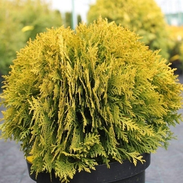 Туя западная Даника Голд (Thuja occidentalis 'Danica Gold')