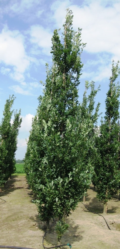 Дуб черешчатый Фастигиата (Quercus robur 'Fastigiata')