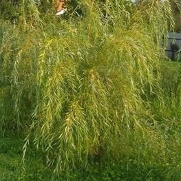 Ива белая Пендула (Salix alba 'Pendula') плакучая