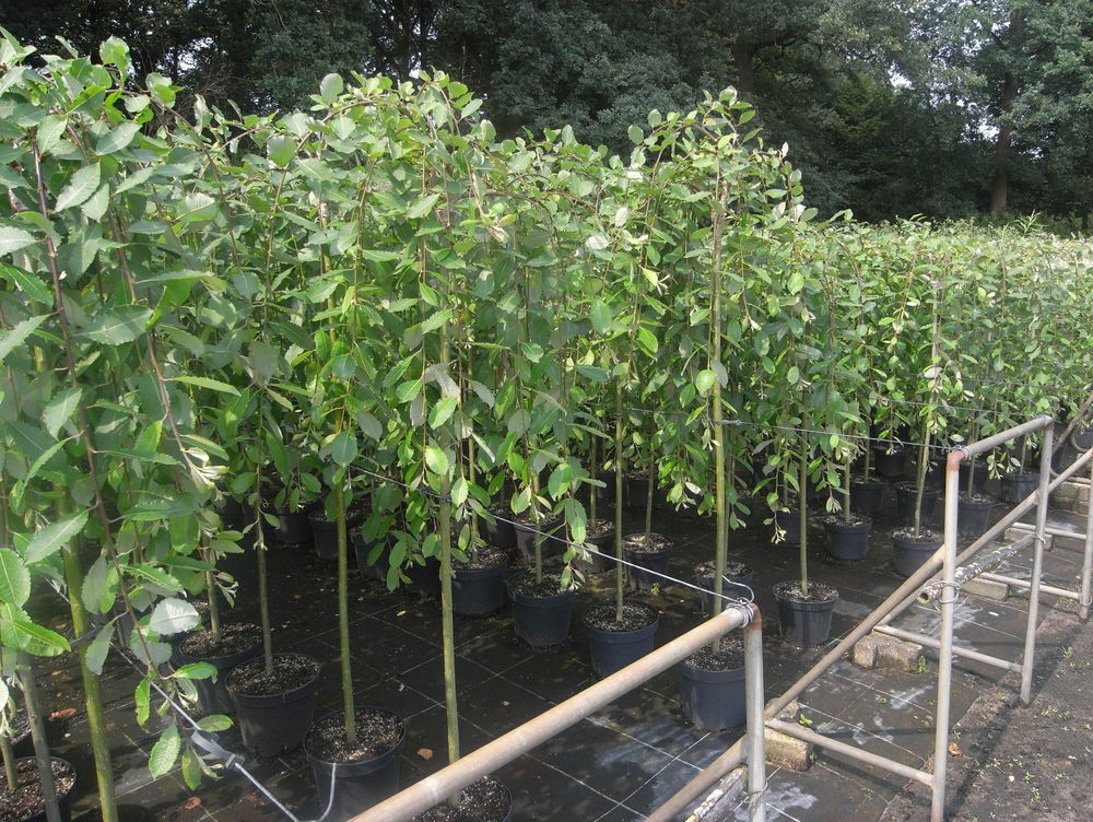 Ива козья Килмарнок (Salix caprea 'Kilmarnock')