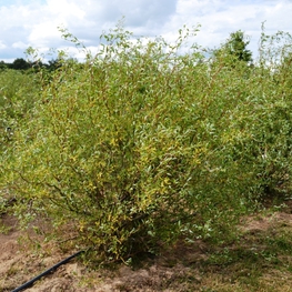 Ива Свердловская Извилистая-1 (Salix 'Sverdlovskaja Izvilistaja-1')