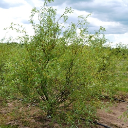 Ива Свердловская Извилистая-1 (Salix 'Sverdlovskaja Izvilistaja-1')