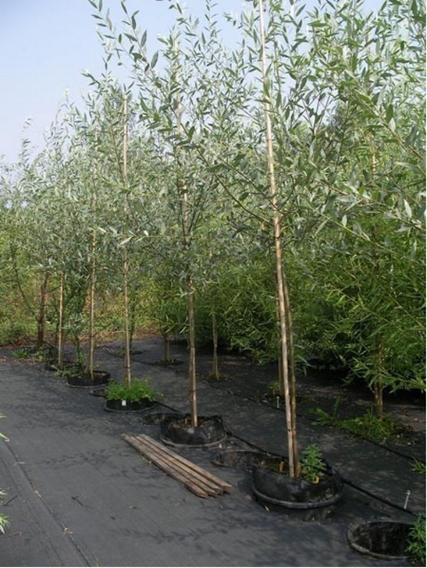 Ива Свердловская Блестящая (Salix 'Sverdlovskaja Blestiaschaja')