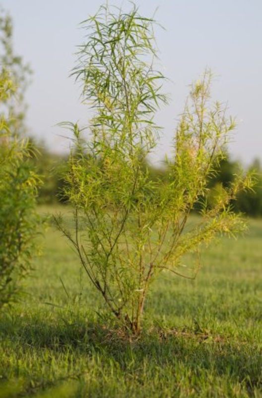 Ива Шверина улучшенная (Salix schwerinii 'Uluchshennaja')