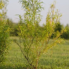 Ива Шверина улучшенная (Salix schwerinii 'Uluchshennaja')