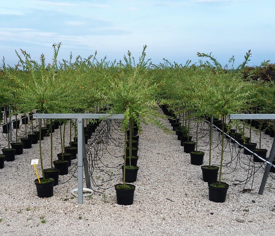 Ива цельнолистная Хакуро Нишики (Salix integra 'Hakuro-nishiki')