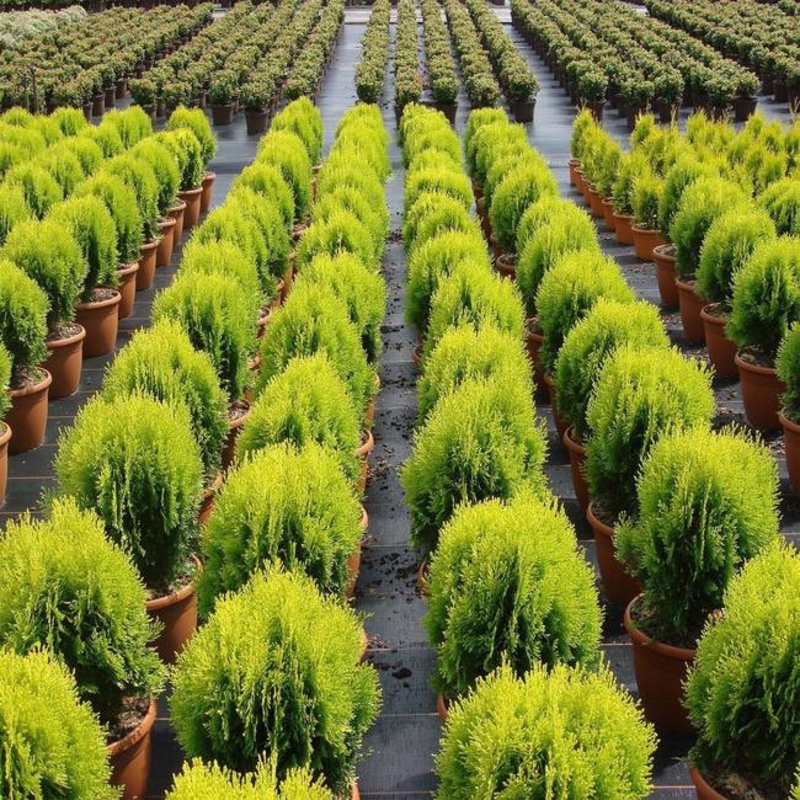 Туя западная Ауреа Нана (Thuja occidentalis 'Aurea Nana')