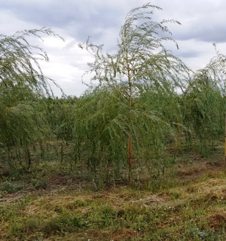 Ива Водопад (Salix 'Vodopad')