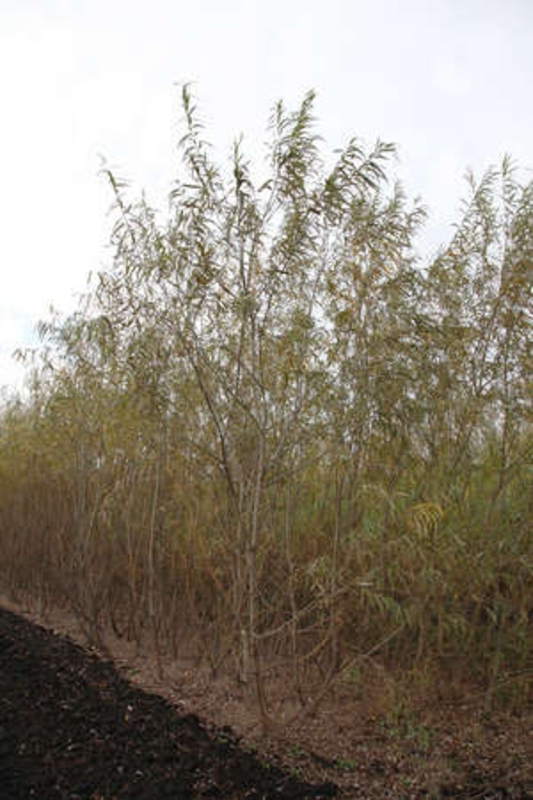 Ива Тобольская Пирамидальная (Salix 'Tobolskaja Piramidalnaja')