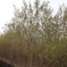 Ива Тобольская Пирамидальная (Salix 'Tobolskaja Piramidalnaja')