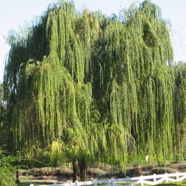 Ива Уральская Красавица (Salix 'Uralskaja Krasavitsa')