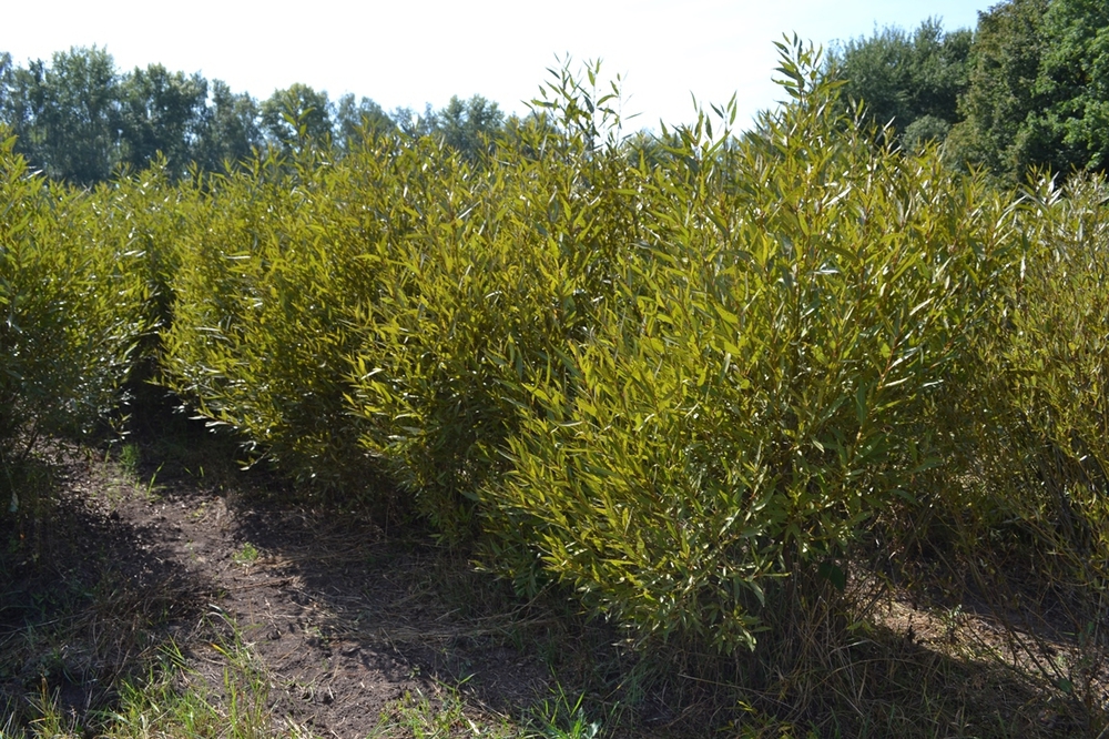 Ива ломкая шаровидная (Salix fragilis f. sphaerica)