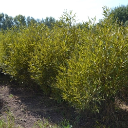 Ива ломкая шаровидная (Salix fragilis f. sphaerica)