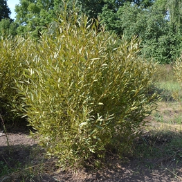 Ива ломкая шаровидная (Salix fragilis f. sphaerica)